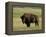 Bison (Bison Bison), Theodore Roosevelt National Park, North Dakota-James Hager-Framed Premier Image Canvas