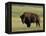 Bison (Bison Bison), Theodore Roosevelt National Park, North Dakota-James Hager-Framed Premier Image Canvas