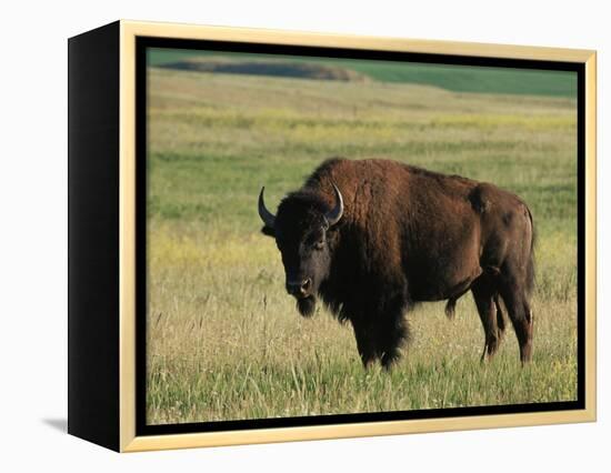 Bison (Bison Bison), Theodore Roosevelt National Park, North Dakota-James Hager-Framed Premier Image Canvas