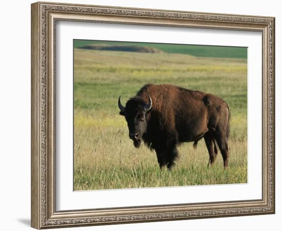 Bison (Bison Bison), Theodore Roosevelt National Park, North Dakota-James Hager-Framed Photographic Print