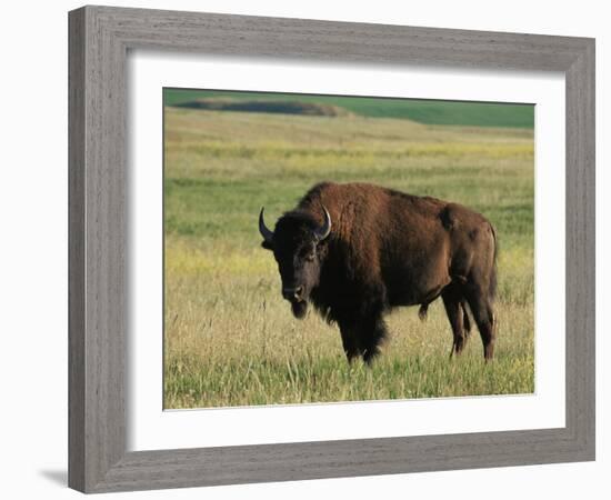 Bison (Bison Bison), Theodore Roosevelt National Park, North Dakota-James Hager-Framed Photographic Print