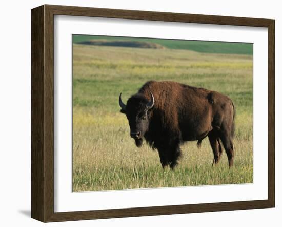 Bison (Bison Bison), Theodore Roosevelt National Park, North Dakota-James Hager-Framed Photographic Print