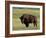 Bison (Bison Bison), Theodore Roosevelt National Park, North Dakota-James Hager-Framed Photographic Print