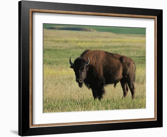 Bison (Bison Bison), Theodore Roosevelt National Park, North Dakota-James Hager-Framed Photographic Print