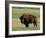 Bison (Bison Bison), Theodore Roosevelt National Park, North Dakota-James Hager-Framed Photographic Print