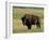 Bison (Bison Bison), Theodore Roosevelt National Park, North Dakota-James Hager-Framed Photographic Print