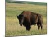 Bison (Bison Bison), Theodore Roosevelt National Park, North Dakota-James Hager-Mounted Photographic Print