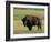 Bison (Bison Bison), Theodore Roosevelt National Park, North Dakota-James Hager-Framed Photographic Print