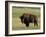 Bison (Bison Bison), Theodore Roosevelt National Park, North Dakota-James Hager-Framed Photographic Print