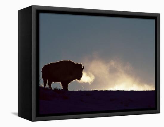 Bison (Bison Bison), Yellowstone National Park, Wyoming, United States of America, North America-Colin Brynn-Framed Premier Image Canvas