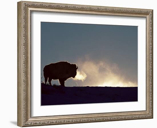 Bison (Bison Bison), Yellowstone National Park, Wyoming, United States of America, North America-Colin Brynn-Framed Photographic Print