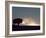 Bison (Bison Bison), Yellowstone National Park, Wyoming, United States of America, North America-Colin Brynn-Framed Photographic Print
