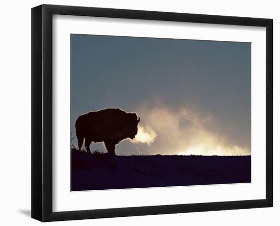 Bison (Bison Bison), Yellowstone National Park, Wyoming, United States of America, North America-Colin Brynn-Framed Photographic Print