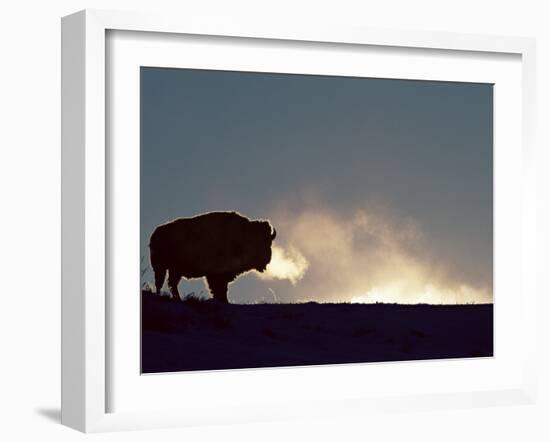 Bison (Bison Bison), Yellowstone National Park, Wyoming, United States of America, North America-Colin Brynn-Framed Photographic Print