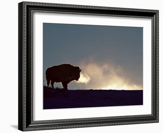 Bison (Bison Bison), Yellowstone National Park, Wyoming, United States of America, North America-Colin Brynn-Framed Photographic Print