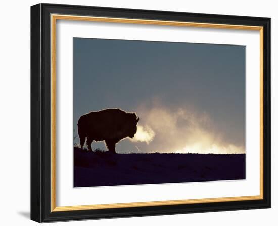 Bison (Bison Bison), Yellowstone National Park, Wyoming, United States of America, North America-Colin Brynn-Framed Photographic Print