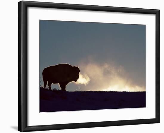 Bison (Bison Bison), Yellowstone National Park, Wyoming, United States of America, North America-Colin Brynn-Framed Photographic Print