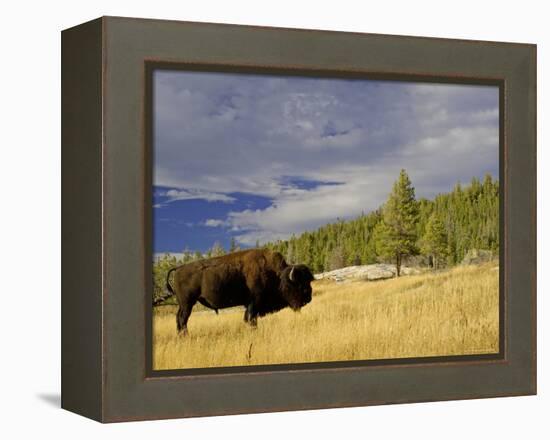 Bison (Bison Bison) Yellowstone National Park, Wyoming, USA-Rolf Nussbaumer-Framed Premier Image Canvas