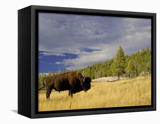 Bison (Bison Bison) Yellowstone National Park, Wyoming, USA-Rolf Nussbaumer-Framed Premier Image Canvas