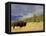 Bison (Bison Bison) Yellowstone National Park, Wyoming, USA-Rolf Nussbaumer-Framed Premier Image Canvas