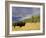 Bison (Bison Bison) Yellowstone National Park, Wyoming, USA-Rolf Nussbaumer-Framed Photographic Print