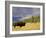 Bison (Bison Bison) Yellowstone National Park, Wyoming, USA-Rolf Nussbaumer-Framed Photographic Print