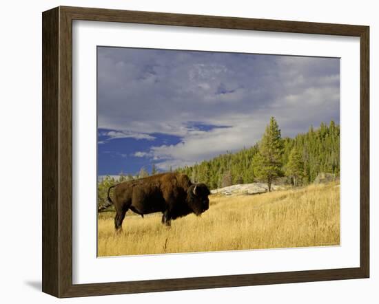 Bison (Bison Bison) Yellowstone National Park, Wyoming, USA-Rolf Nussbaumer-Framed Photographic Print