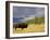 Bison (Bison Bison) Yellowstone National Park, Wyoming, USA-Rolf Nussbaumer-Framed Photographic Print