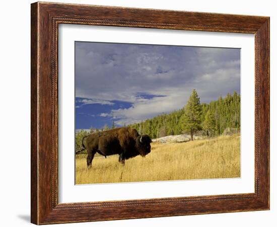 Bison (Bison Bison) Yellowstone National Park, Wyoming, USA-Rolf Nussbaumer-Framed Photographic Print