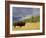 Bison (Bison Bison) Yellowstone National Park, Wyoming, USA-Rolf Nussbaumer-Framed Photographic Print