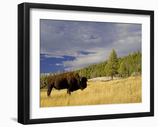 Bison (Bison Bison) Yellowstone National Park, Wyoming, USA-Rolf Nussbaumer-Framed Photographic Print