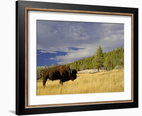 Bison (Bison Bison) Yellowstone National Park, Wyoming, USA-Rolf Nussbaumer-Framed Photographic Print