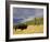 Bison (Bison Bison) Yellowstone National Park, Wyoming, USA-Rolf Nussbaumer-Framed Photographic Print