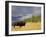 Bison (Bison Bison) Yellowstone National Park, Wyoming, USA-Rolf Nussbaumer-Framed Photographic Print