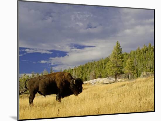 Bison (Bison Bison) Yellowstone National Park, Wyoming, USA-Rolf Nussbaumer-Mounted Photographic Print