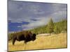 Bison (Bison Bison) Yellowstone National Park, Wyoming, USA-Rolf Nussbaumer-Mounted Photographic Print