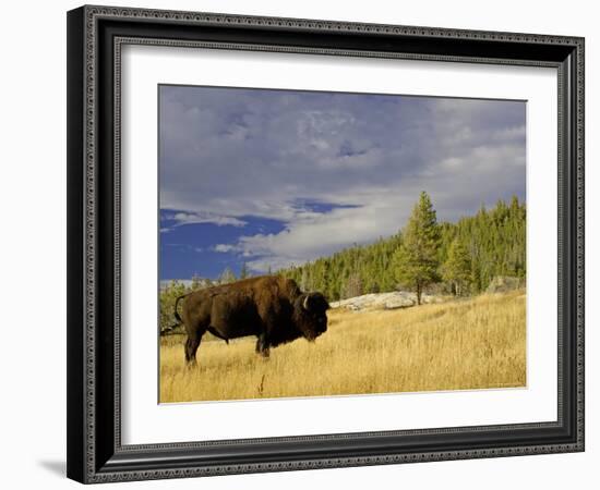 Bison (Bison Bison) Yellowstone National Park, Wyoming, USA-Rolf Nussbaumer-Framed Photographic Print