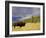 Bison (Bison Bison) Yellowstone National Park, Wyoming, USA-Rolf Nussbaumer-Framed Photographic Print