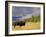 Bison (Bison Bison) Yellowstone National Park, Wyoming, USA-Rolf Nussbaumer-Framed Photographic Print