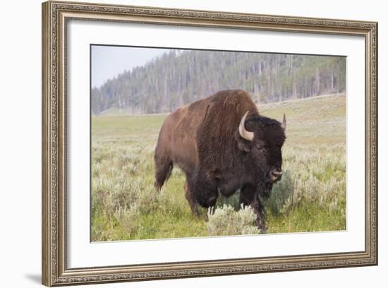 Bison (Bison Bison)-Richard Maschmeyer-Framed Photographic Print