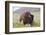 Bison (Bison Bison)-Richard Maschmeyer-Framed Photographic Print