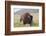 Bison (Bison Bison)-Richard Maschmeyer-Framed Photographic Print