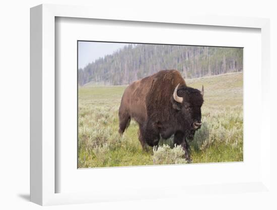 Bison (Bison Bison)-Richard Maschmeyer-Framed Photographic Print