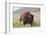 Bison (Bison Bison)-Richard Maschmeyer-Framed Photographic Print