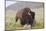Bison (Bison Bison)-Richard Maschmeyer-Mounted Photographic Print