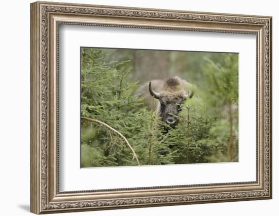 Bison, Bison Bonasus, Wood, Frontal, Standing, Looking at Camera-David & Micha Sheldon-Framed Photographic Print