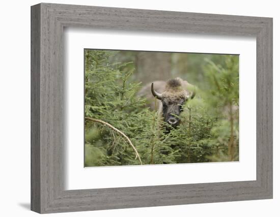 Bison, Bison Bonasus, Wood, Frontal, Standing, Looking at Camera-David & Micha Sheldon-Framed Photographic Print