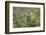 Bison, Bison Bonasus, Wood, Frontal, Standing, Looking at Camera-David & Micha Sheldon-Framed Photographic Print