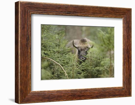 Bison, Bison Bonasus, Wood, Frontal, Standing, Looking at Camera-David & Micha Sheldon-Framed Photographic Print