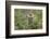 Bison, Bison Bonasus, Wood, Frontal, Standing, Looking at Camera-David & Micha Sheldon-Framed Photographic Print